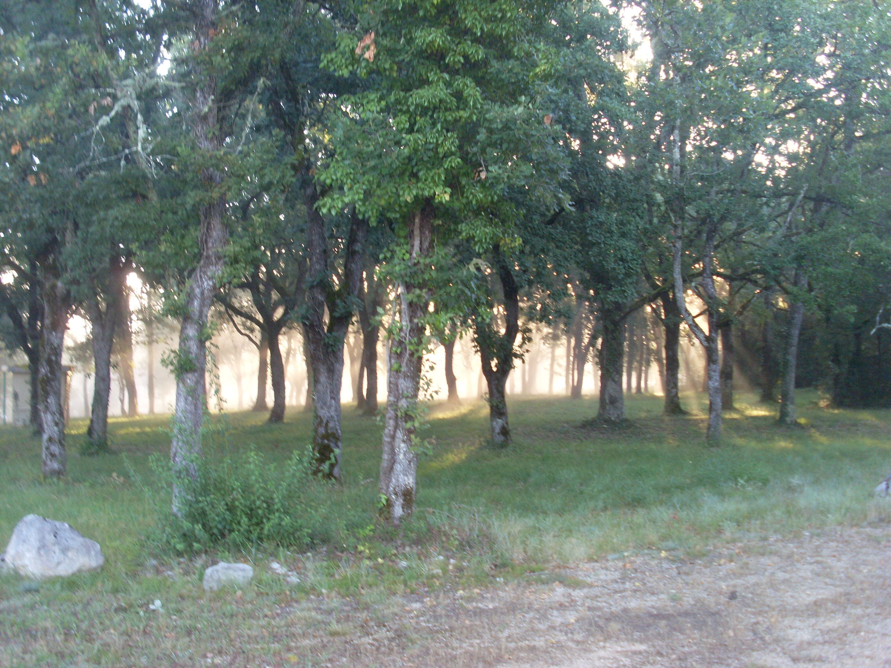 Ein Wald mit hohen Bäumen und einem unbefestigten Pfad.