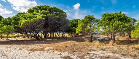 Apartment, 2 Bedrooms, Terrace, Garden View | Beach