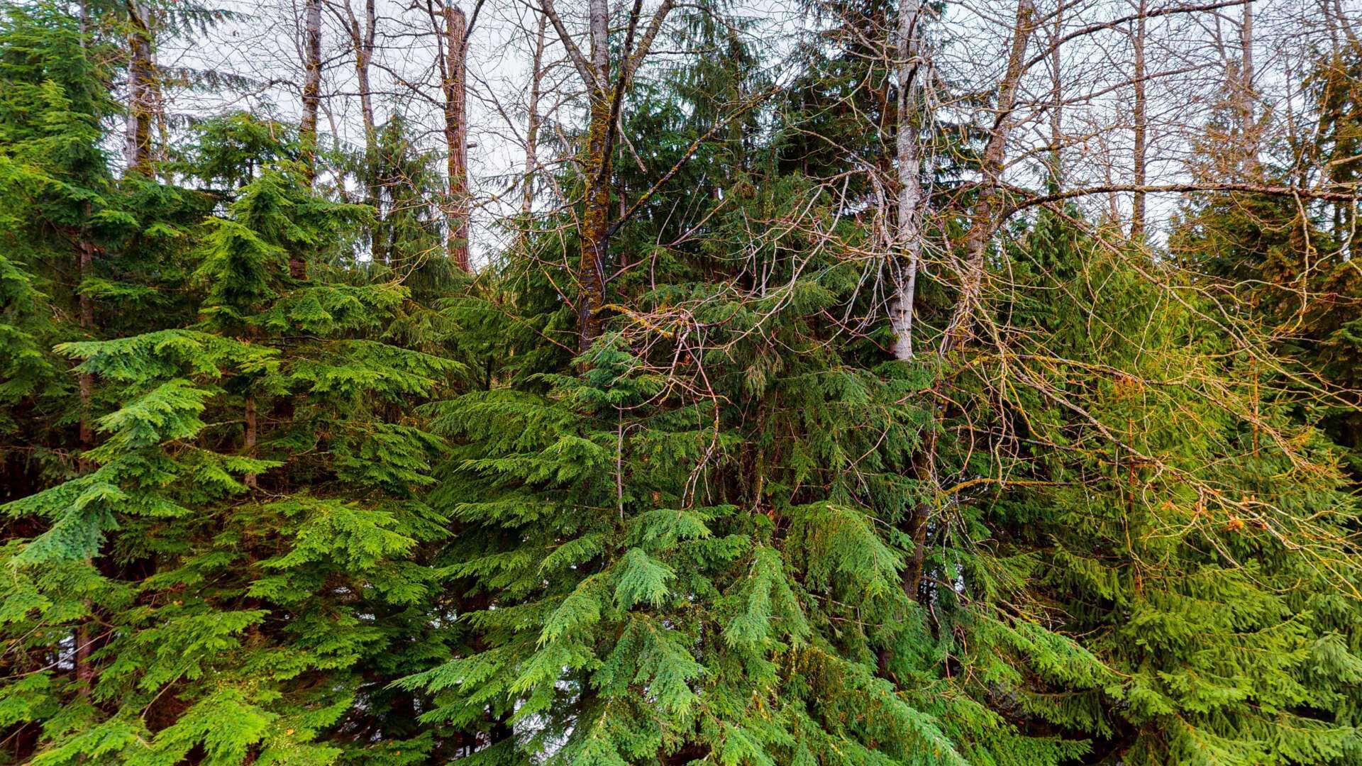 A dense forest of evergreen trees with no visible buildings or structures.