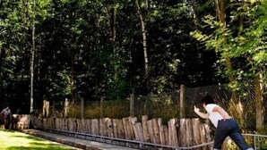 Eine Person spielt Ball in einem Außenbereich mit Holzlattenzaun und Bäumen im Hintergrund.