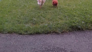Ein grasbewachsenes Feld mit einem Feldweg und einem kleinen Busch.