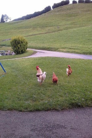 Jardines del alojamiento