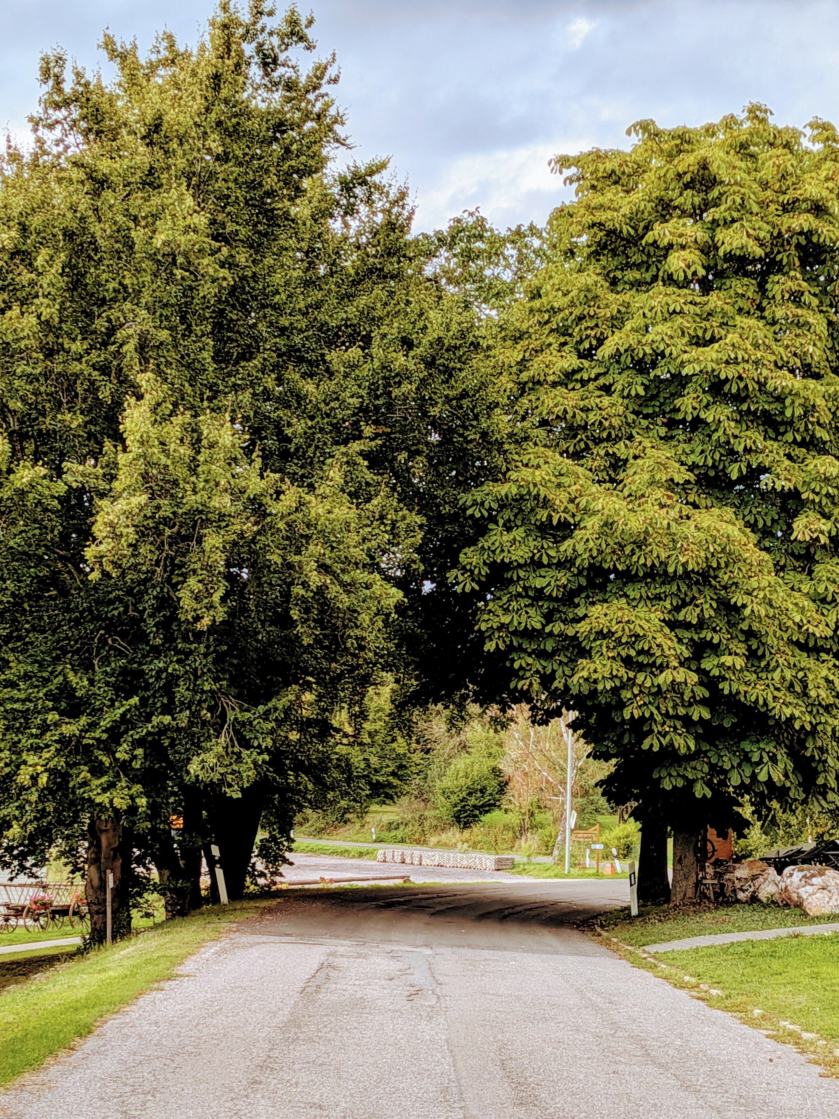 A paved road flanked by dense green trees, leading to a signposted area.