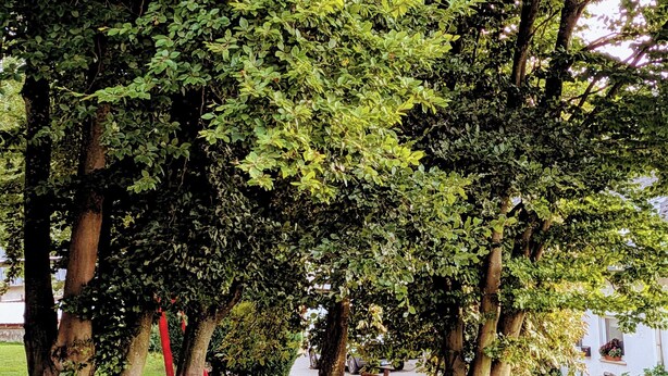 Eine Parkbank unter einem großen Baum mit dichtem Blätterwerk.