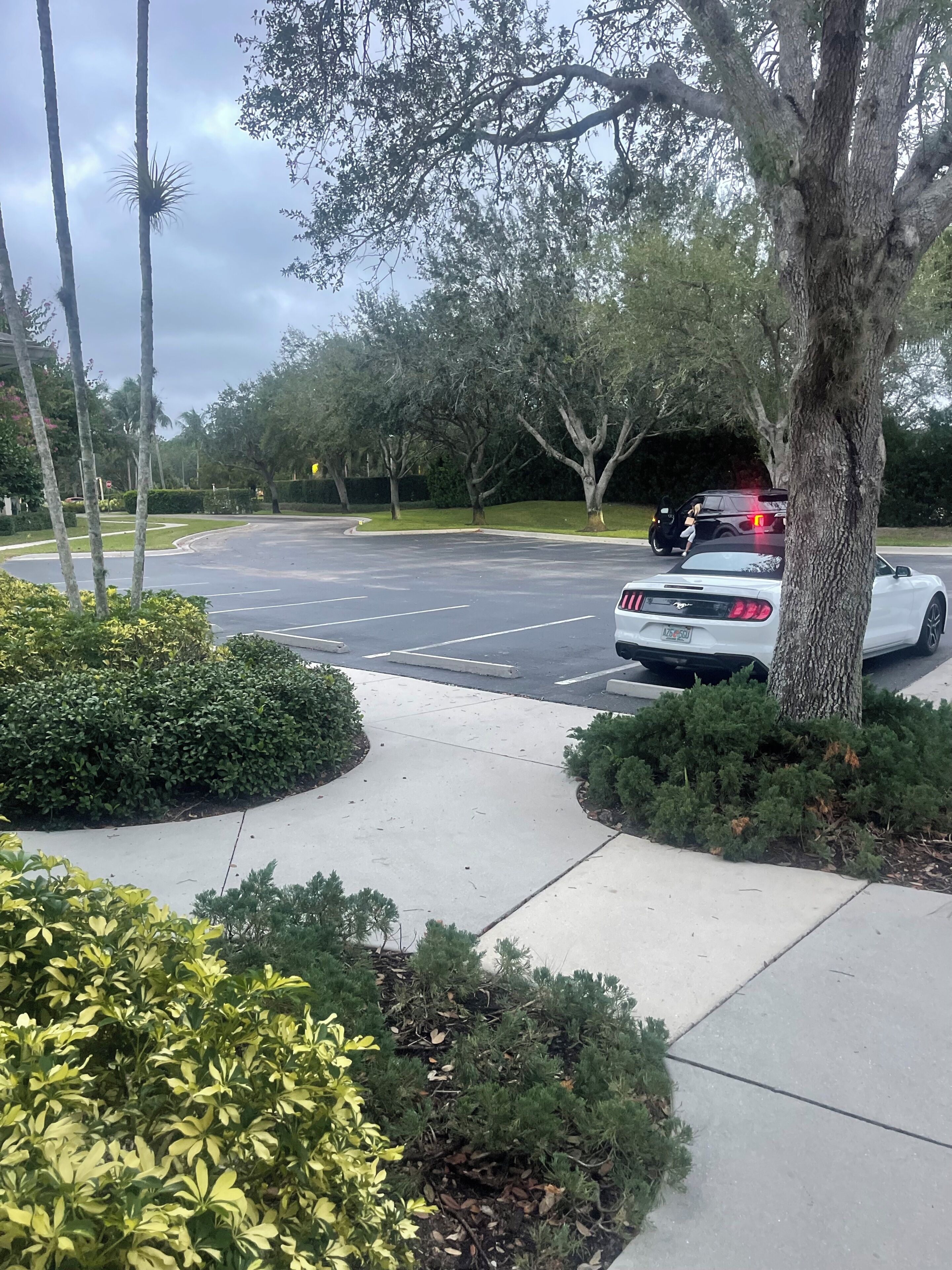 A parking lot with a white car and a black car parked, surrounded by trees and bushes.