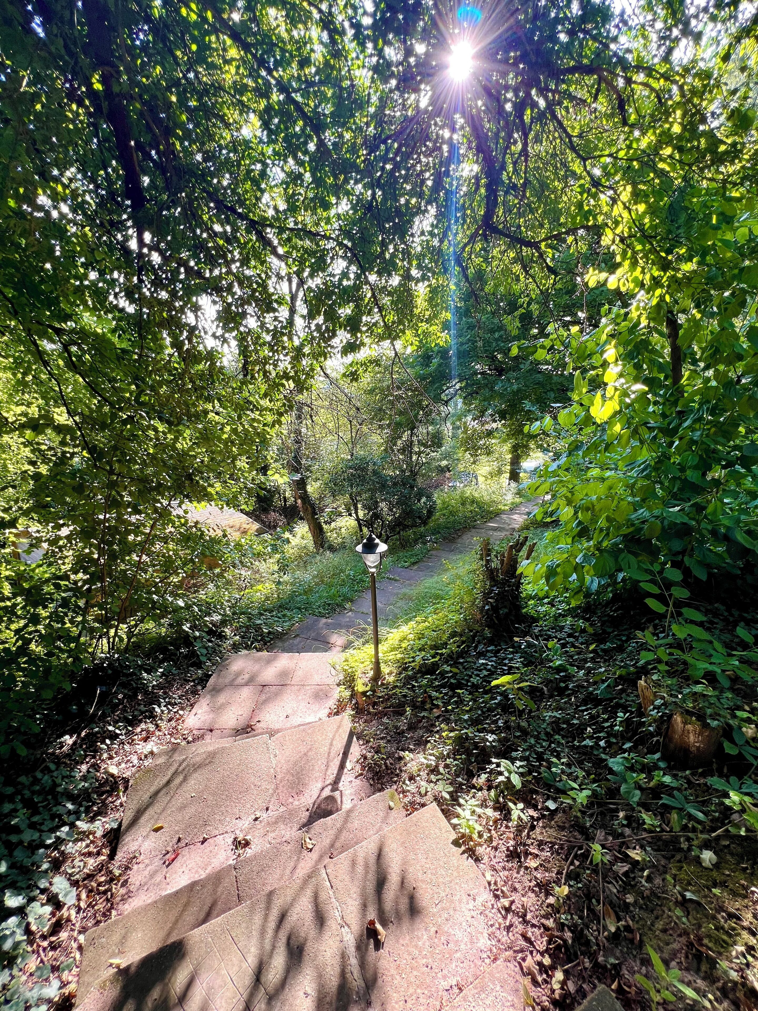 A concrete pathway surrounded by dense green foliage, leading to a lamp post.
