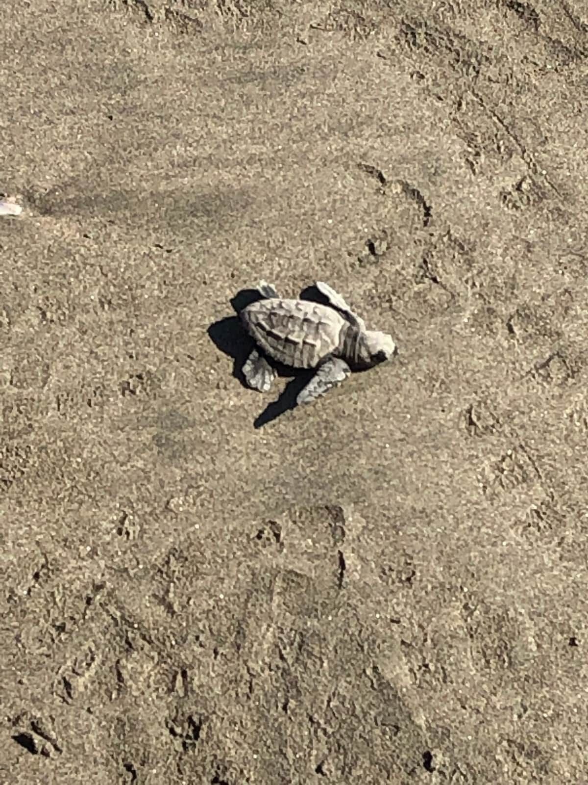 Una tortuga sobre una superficie rocosa.
