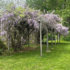 Un jardín con un pérgola de madera cubierta de enredaderas de glicinia morada.