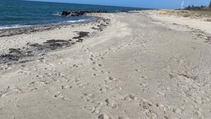 Uma praia com pegadas, céu claro e turbinas eólicas ao longe.