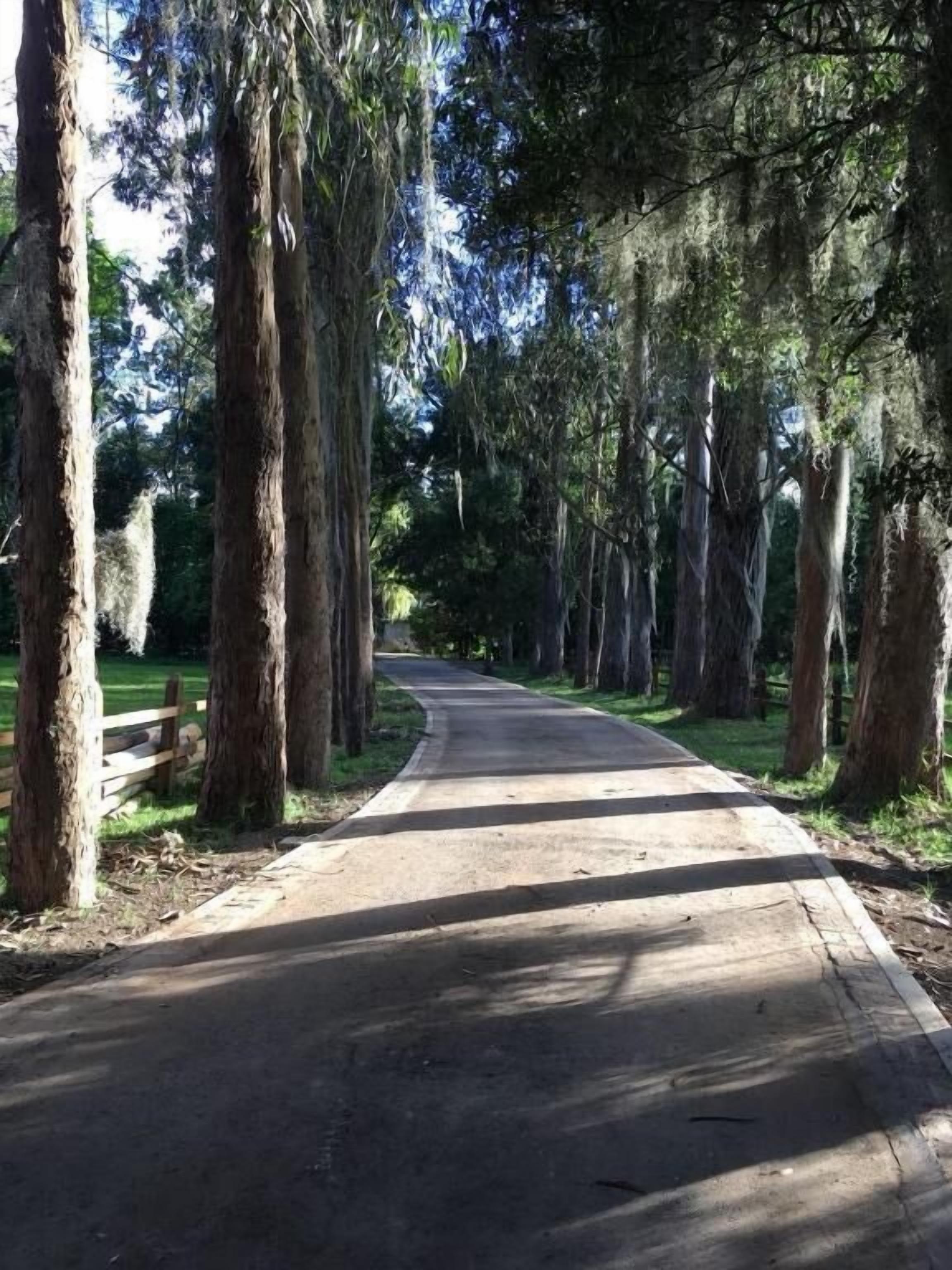 Un sendero pavimentado bordeado por altos árboles con musgo colgante, que conduce a una zona boscosa.