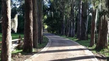 Un sendero pavimentado bordeado por altos árboles con musgo colgante, que conduce a una zona boscosa.
