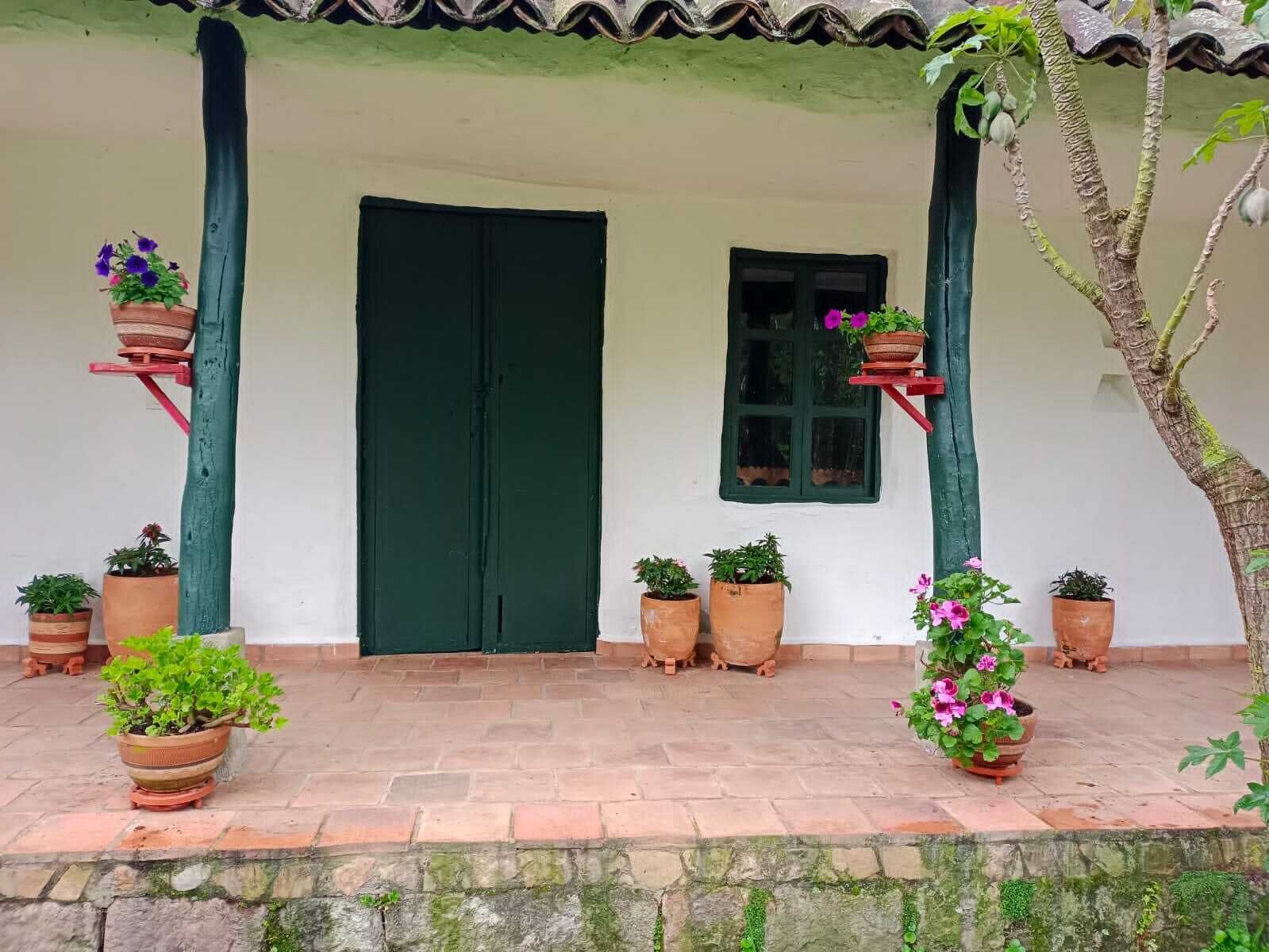A white building with a green door and window, surrounded by potted plants.