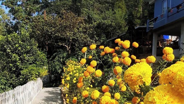 Un sentiero fiancheggiato da vivaci fiori gialli, una recinzione in legno e un edificio sullo sfondo.