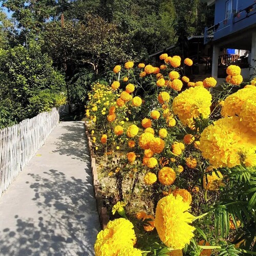 MountainBrew Homestay 