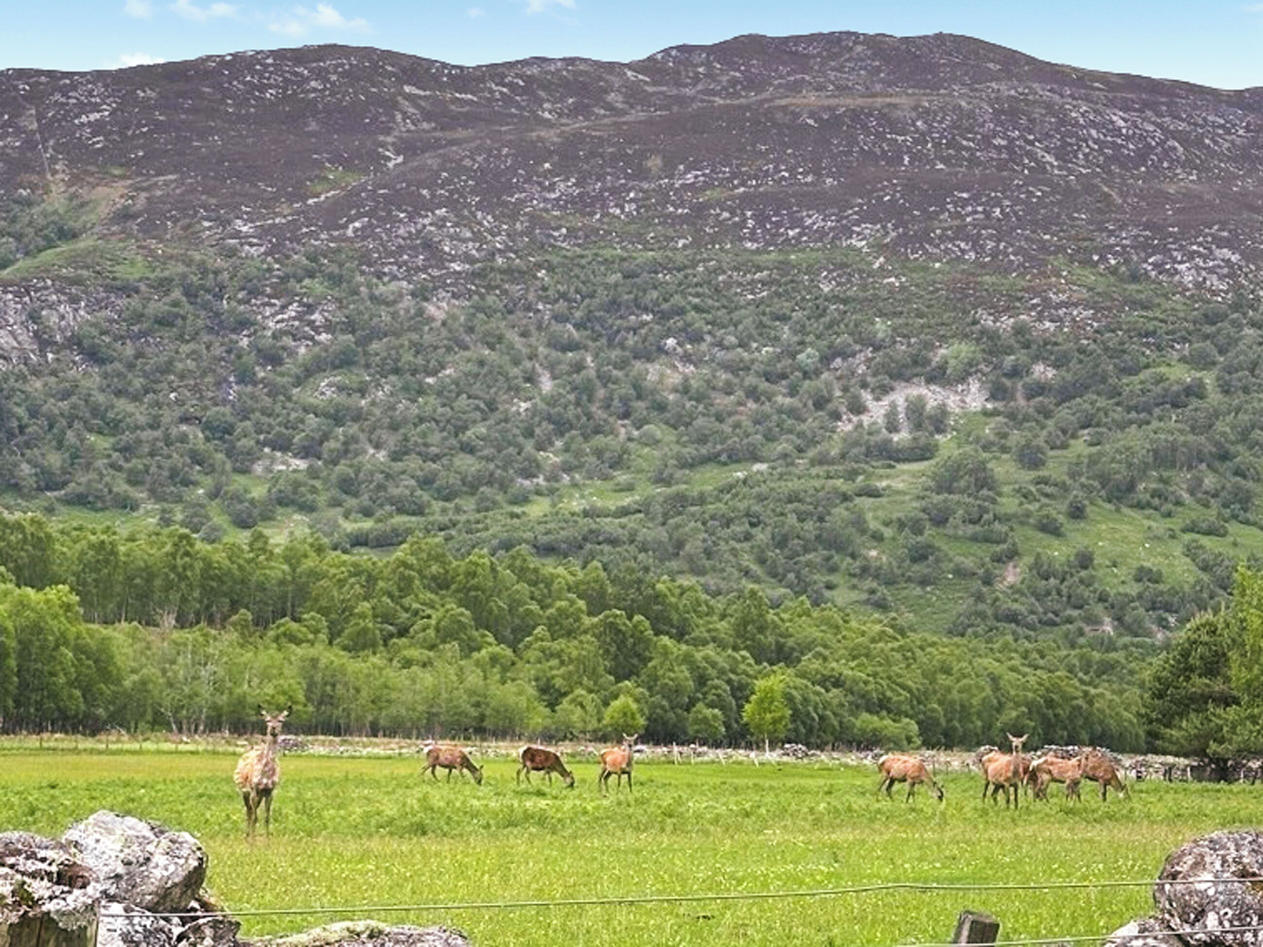 A mountainous landscape with a herd of deer grazing in a green field.