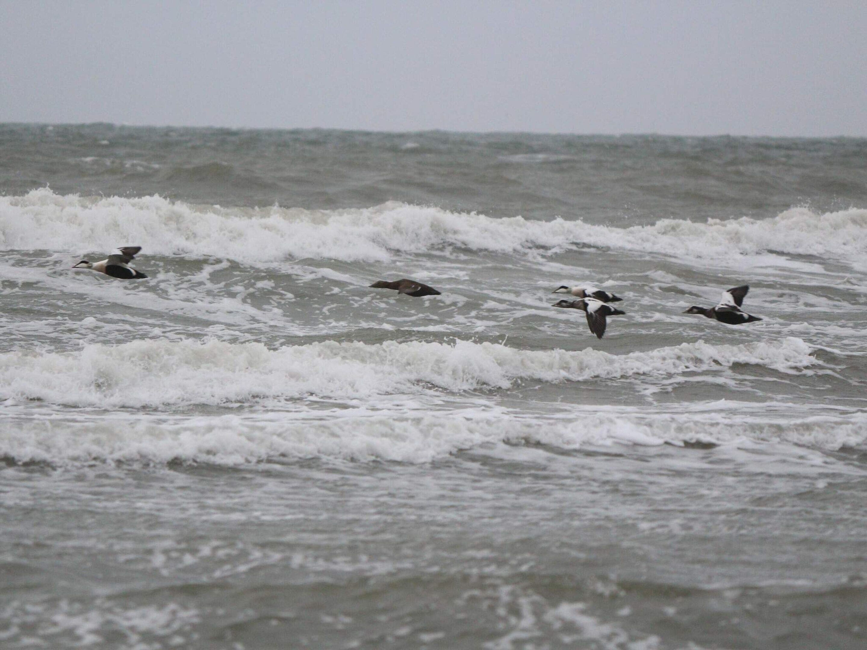 Un grupo de aves volando sobre un mar agitado.