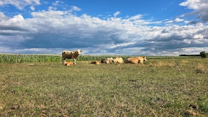A rural landscape with a field of crops and a group of cows. - Renovated Vacation Rental (Wust-Fischbeck)