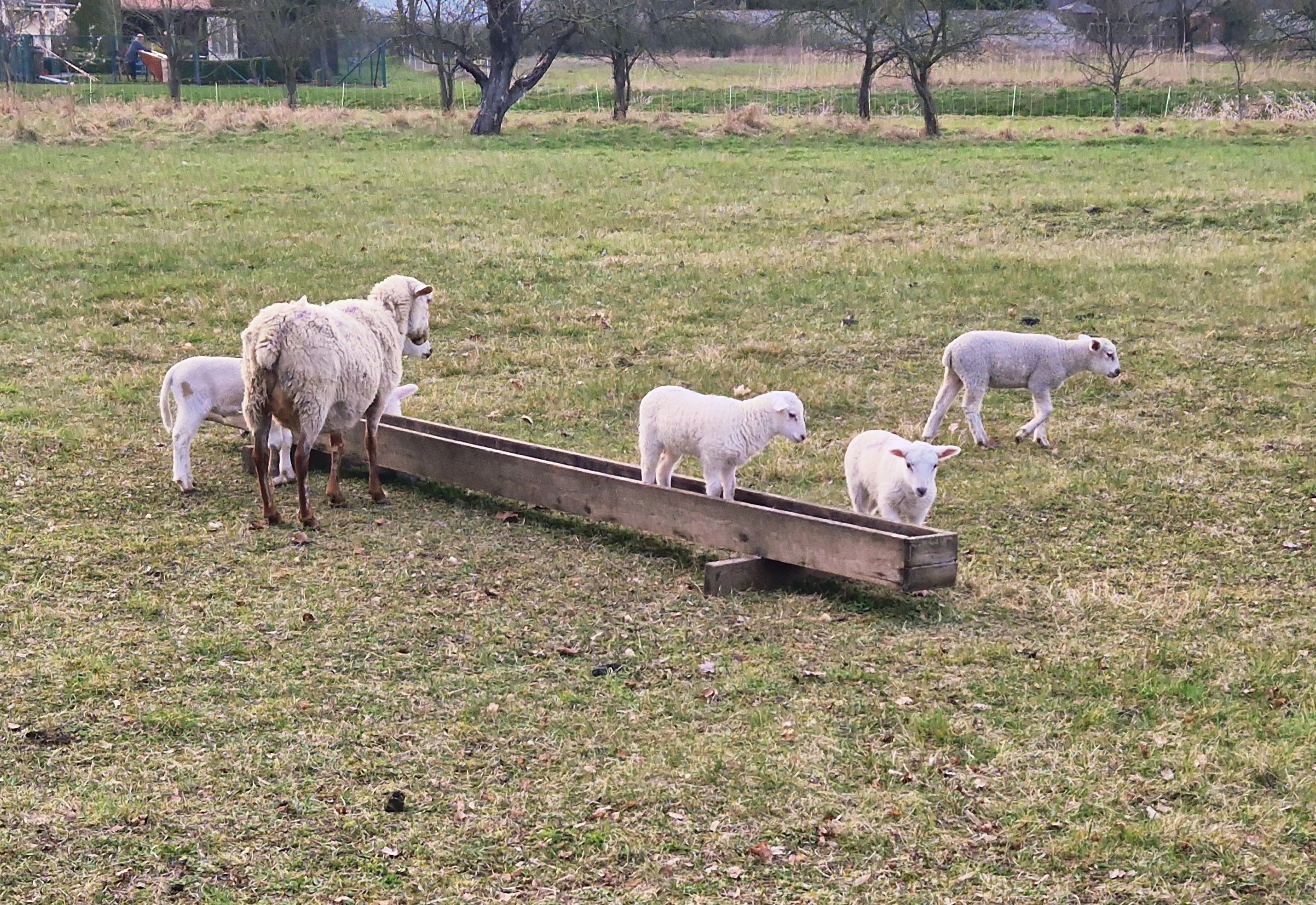 Un grup de ovelles en un camp herbós amb una estructura de fusta.