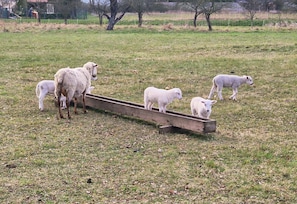 A group of sheep in a grassy field with a wooden structure. - Renovated Vacation Rental (Wust-Fischbeck)