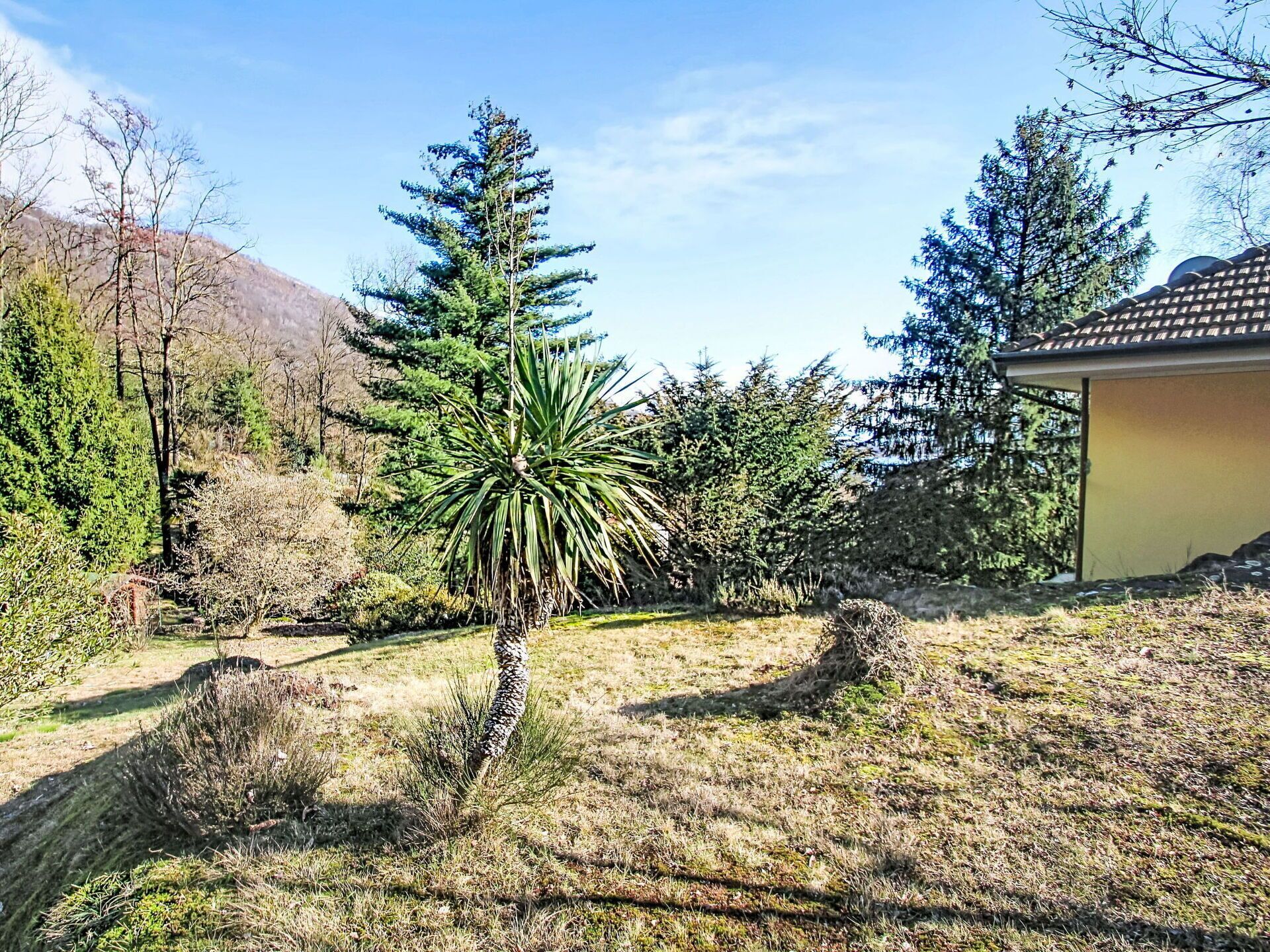 Strauch, Gehölz, Garten, Lärche, Landscaping, Immergrün, Botanischer Garten, Pine Familie