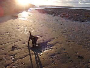 Ein Strand mit Fußabdrücken und einem Hund, der am Sand entlangläuft.