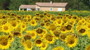Un campo de girasoles con una casa al fondo.