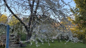 A tree with white blossoms in a grassy area. - 4 Star Holiday Home in Alingsas (Alingsas)