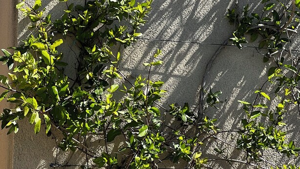 Un muro con un cartello che riporta 'Les Creilles' e piante rampicanti.