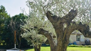 A hammock under an olive tree in a grassy area with a stone building in the background. - 18th century Provencal farmhouse - semi-detached - with exclusive pool area (Saint-Étienne-du-Grès)