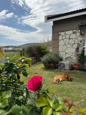 Un perro descansando sobre un césped en un jardín con un muro de piedra y plantas en macetas.