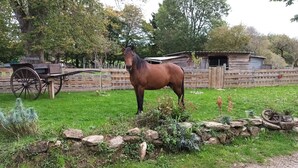 A horse standing in a grassy area with a wooden cart and a rustic building in the background.