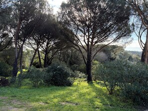 Property grounds - QUIET FAMILY VILLA BETWEEN VINEYARDS AND PINEDES WITH SWIMMING POOL 5 MINUTES FROM THE VILLAGE (Le Plan-de-la-Tour)