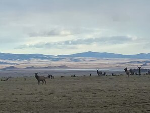 A vast, open landscape with a herd of sheep grazing.