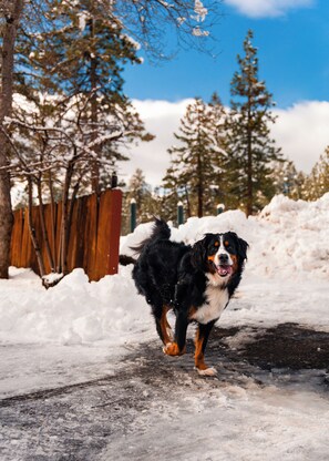 Property grounds - Modern 1BR: Walk to Heavenly, Beach, Ski, Golf & Casinos: Pet Friendly (South Lake Tahoe)