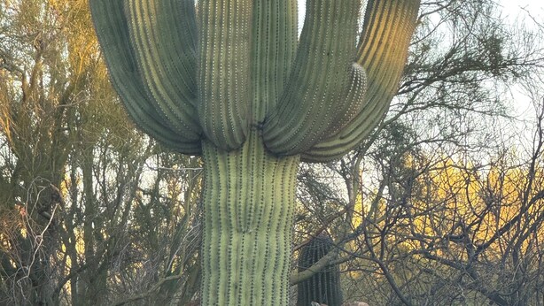 A large cactus with multiple arms in a garden setting. - La Paloma Mountain Suite nestled within an estate in Tucson’s Catalina Foothills (Tucson)