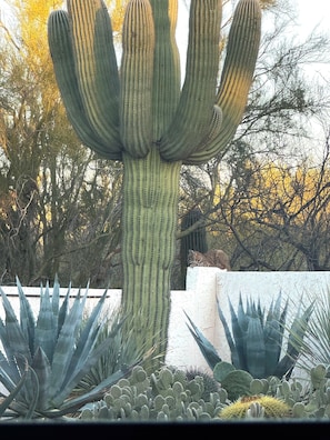 A large cactus with multiple arms in a garden setting. - La Paloma Mountain Suite nestled within an estate in Tucson’s Catalina Foothills (Tucson)