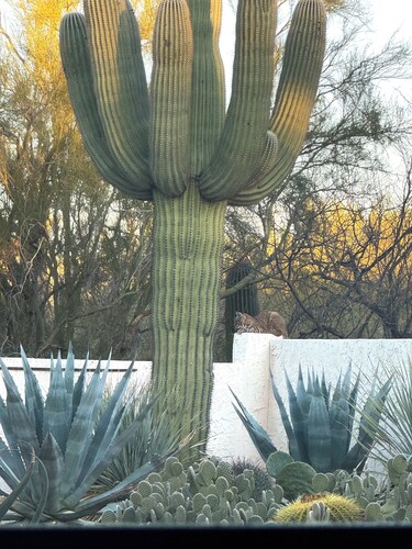 La Paloma Mountain Suite nestled within an estate in Tucson’s Catalina Foothills