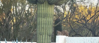 La Paloma Mountain Suite nestled within an estate in Tucson’s Catalina Foothills