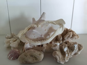 Una concha grande y abierta, con su interior a la vista, rodeada de diversos corales y rocas.