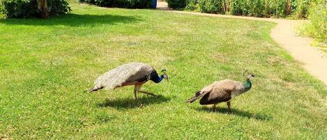 Overnattingsstedets uteområder