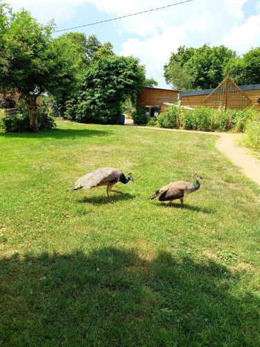 Chambre d'Hôtes familiale à Nostang où les animaux de compagnie sont acceptés