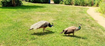 Pet-friendly family B&B in Nostang