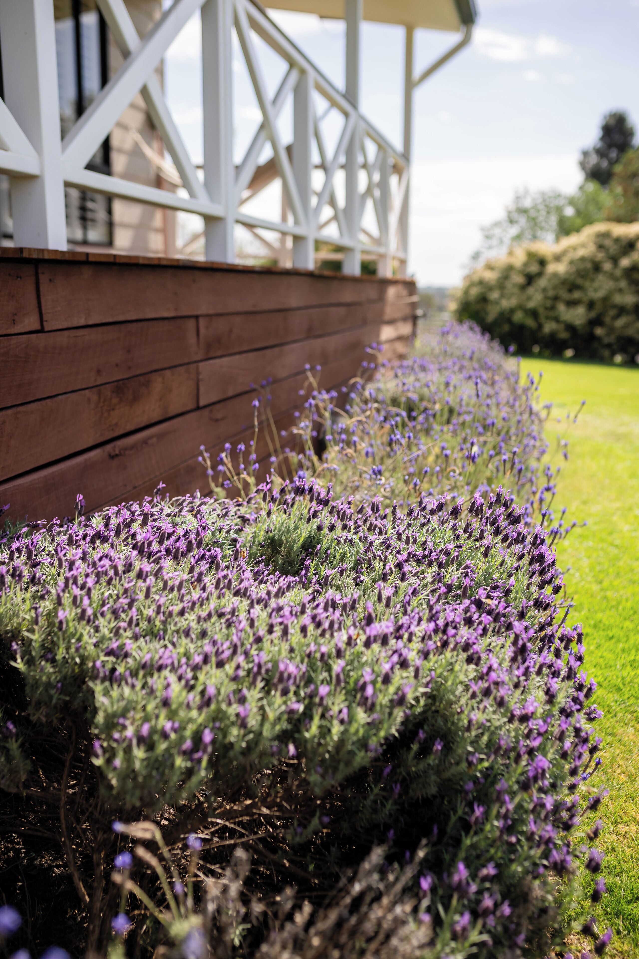 Un jardín con arbustos de lavanda y una terraza de madera.