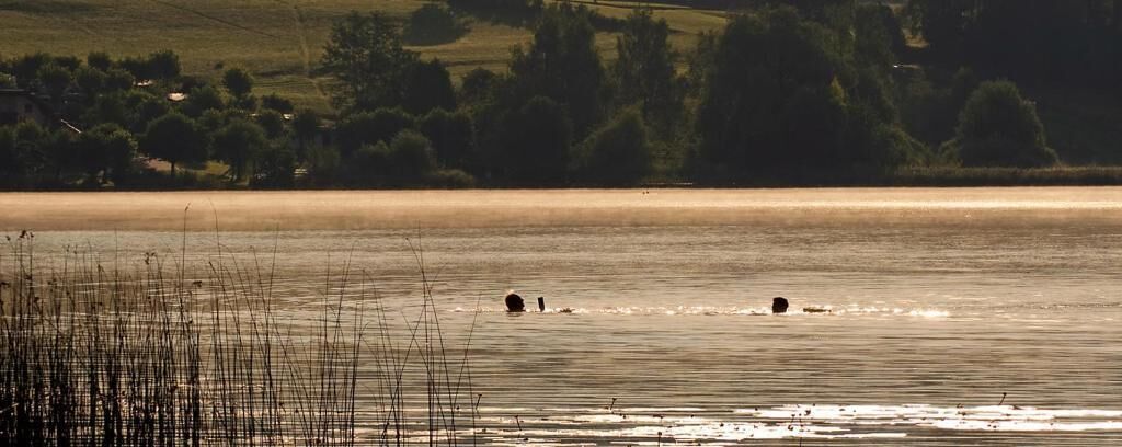 Ein ruhiger See mit Schilf im Vordergrund und einer entfernten Uferlinie mit Bäumen und Gebäuden.