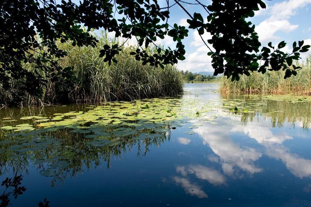 A calm water body with lily pads and dense vegetation on the banks.