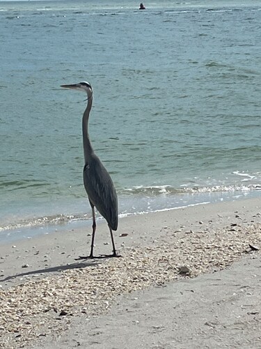 Cozy 1-bedroom condo private beach in Fort Myers Beach access to Lovers Key Park