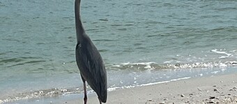Cozy 1-bedroom condo private beach in Fort Myers Beach access to Lovers Key Park