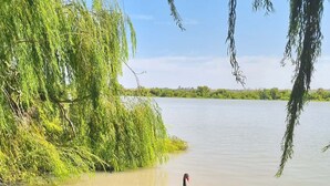 Ein Schwan auf ruhigem Gewässer, im Vordergrund eine Anlegestelle und ein Stuhl.