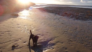 Una playa con huellas y un perro caminando sobre la arena.