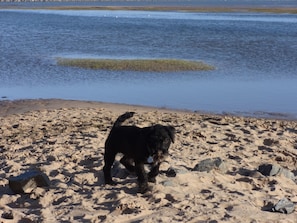 Un chien noir sur une plage de sable, avec des rochers et une étendue d’eau en arrière-plan.